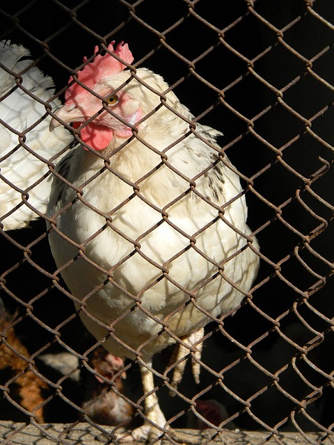 津门虎通过 津门虎通过